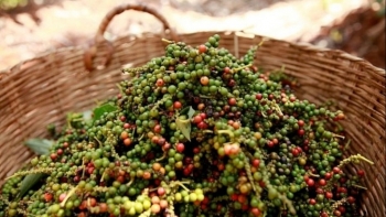 Giá hồ tiêu hôm nay 20/6: Thấp nhất 71.000đ/kg