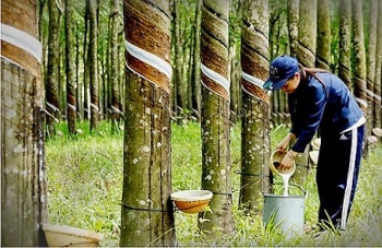 Giá cao su hôm nay 20/6: Khép lại một tuần ngập tràn sắc đỏ