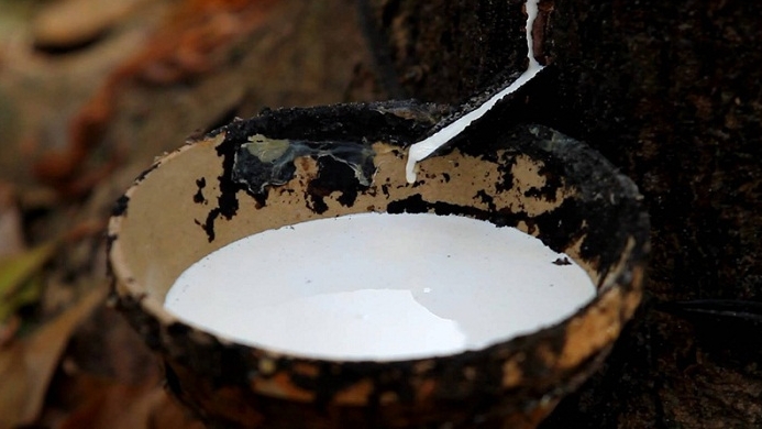 Giá cao su hôm nay 21/6: Chưa xuất hiện biến động