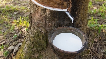 Giá cao su hôm nay 22/6: Tiếp đà giảm