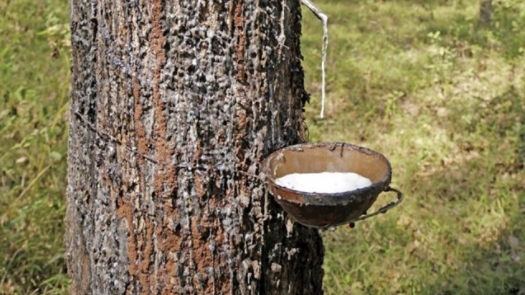 Giá cao su hôm nay 23/6: Lao dốc