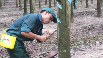 Giá cao su hôm nay 25/6: Tăng nhẹ