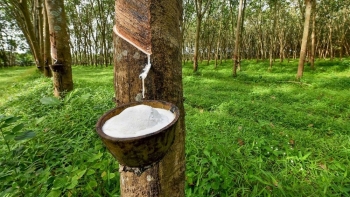 Giá cao su hôm nay 26/6: Giữ đà tăng