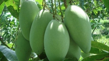 Xuất khẩu 25 tấn xoài tượng da xanh Sơn La sang Australia