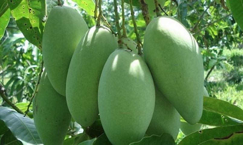 Xuất khẩu 25 tấn xoài tượng da xanh Sơn La sang Australia