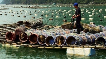 Vân Đồn (Quảng Ninh): Giám sát ATTP đối với ngao hai cồi và hàu Thái Bình Dương