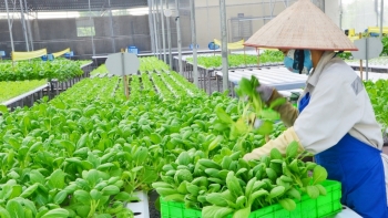 Đầu tư 440 tỷ đồng hỗ trợ hợp tác xã phát triển vùng nguyên liệu nông lâm sản