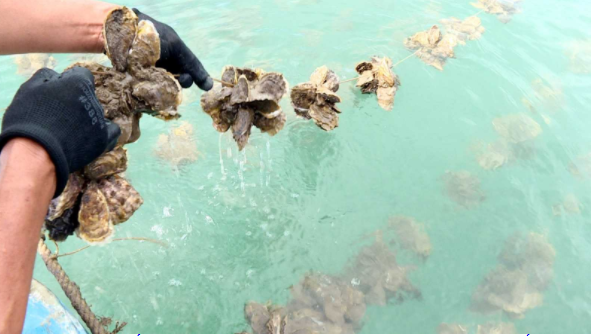 Giám sát ATTP đối với hàu Thái Bình Dương sẽ giúp người nuôi nhận biết được vùng nào nên thả nuôi để đảm bảo các quy định khi xuất khẩu sang thị trường Đài Loan.