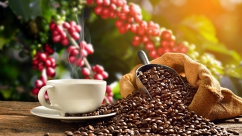 Giá cà phê hôm nay 27/6: Tăng tại các vùng trọng điểm