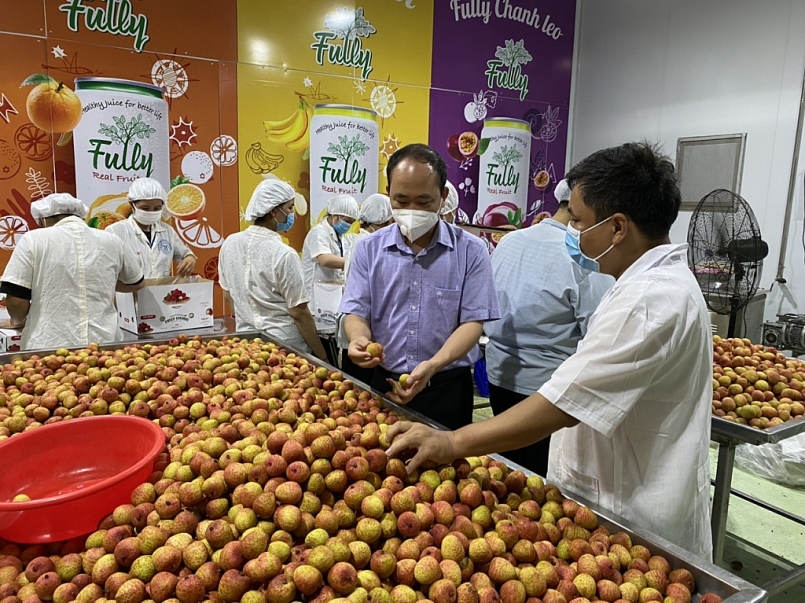 Vải thiều Bắc Giang: Một vụ mùa thắng lợi!