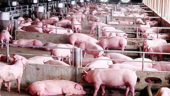 Cập nhật giá lợn hơi hôm nay 3/6/2022: Đi ngang ở nhiều tỉnh thành