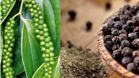 Cập nhật giá hồ tiêu hôm nay 4/6/2022: Chững lại