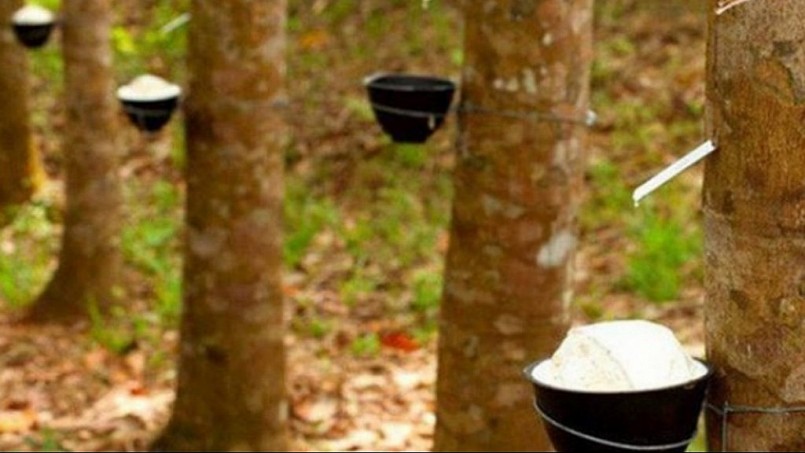 Cập nhật giá cao su hôm nay 4/6/2022: Tăng mạnh