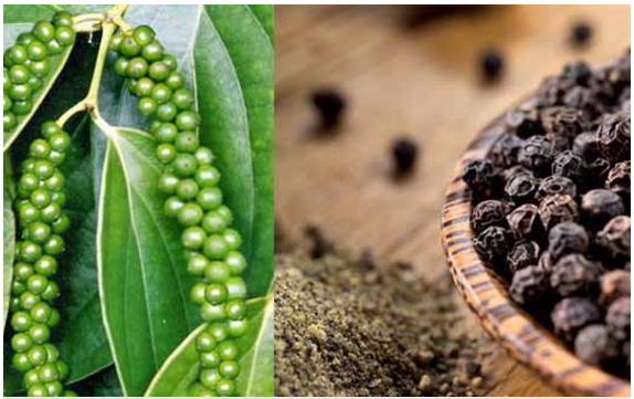 Cập nhật giá hồ tiêu hôm nay 4/6/2022: Chững lại