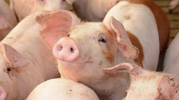 Cập nhật giá lợn hơi hôm nay 5/6/2022: Giảm rải rác ở các tỉnh thành