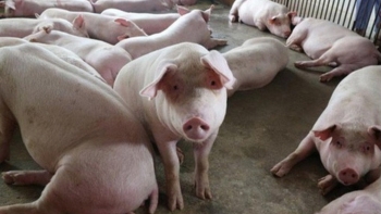 Cập nhật giá lợn hơi hôm nay 6/6/2022: Ổn định ngày đầu tuần