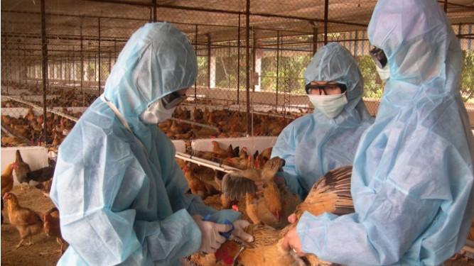 Không để bùng phát dịch Cúm gia cầm