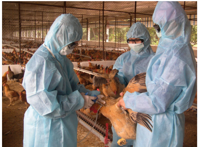 Không để bùng phát dịch Cúm gia cầm