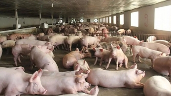 Cập nhật giá lợn hơi hôm nay 11/6/2022: Giảm từ 1.000 - 2.000 đồng/kg