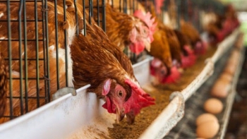 Nhập khẩu thức ăn gia súc và nguyên liệu tăng mạnh