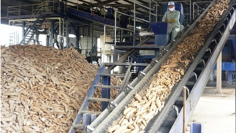 Dự báo xuất khẩu sắn và các sản phẩm từ sắn sẽ tiếp tục tăng