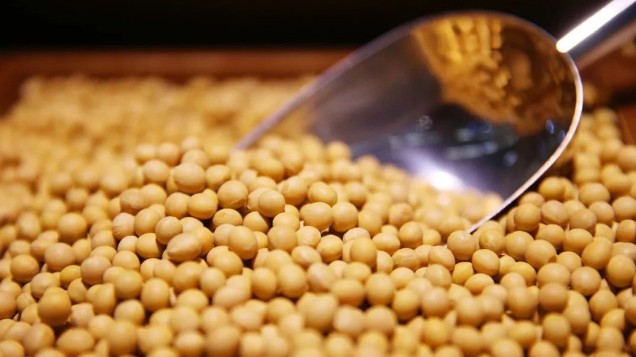 Nhập khẩu đậu tương giảm