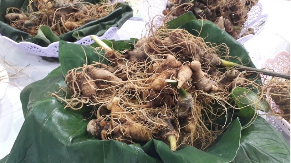 Xây dựng và phát triển sâm Việt Nam thành ngành hàng có giá trị kinh tế cao