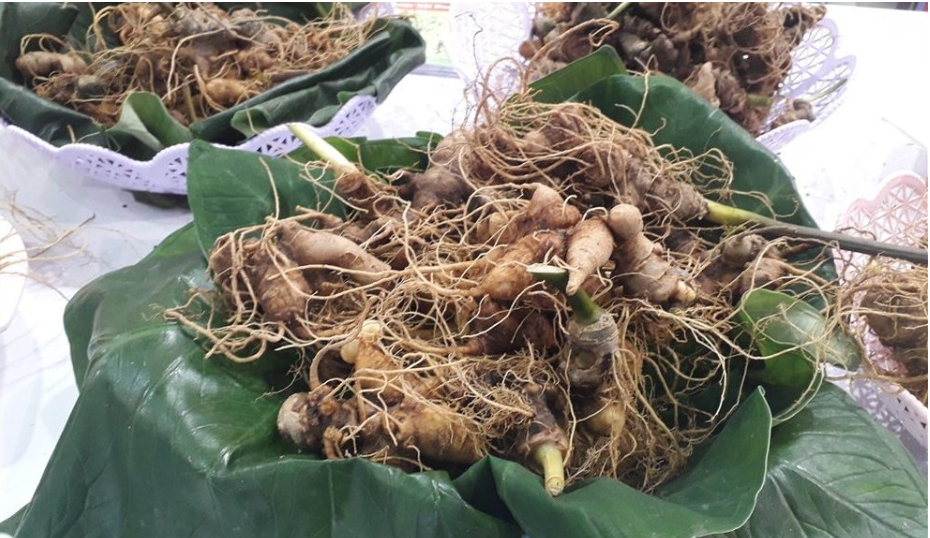 Xây dựng và phát triển sâm Việt Nam thành ngành hàng có giá trị kinh tế cao