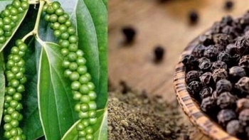 Cập nhật giá hồ tiêu hôm nay 19/6/2022: Tăng 1.000 đồng/kg trong tuần