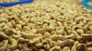 100 container hạt điều của Việt Nam nghi bị lừa tại Italia đã được trả lại