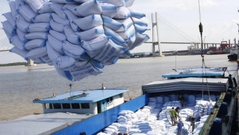 Doanh nghiệp cần lưu ý khi xuất khẩu gạo vào thị trường Bắc Âu