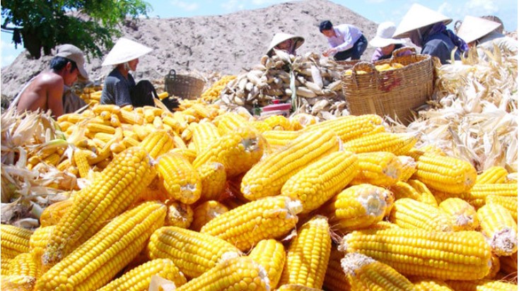 Nhập khẩu ngô các loại trong 5 tháng đạt trên 3,59 triệu tấn