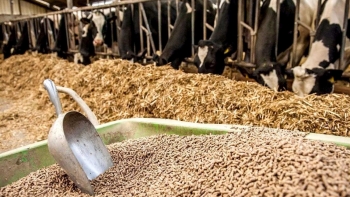 Xuất khẩu thức ăn gia súc tiếp tục tăng