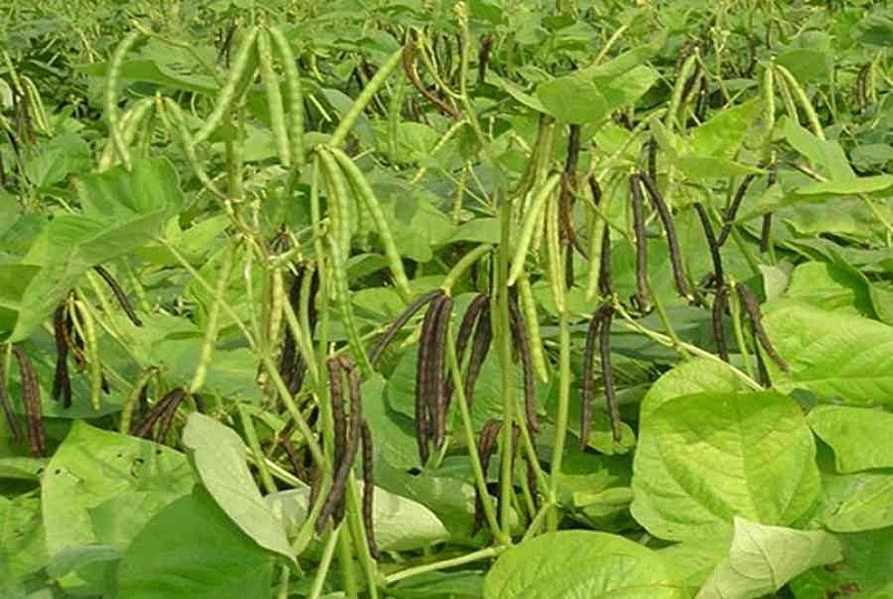 Những công dụng tuyệt vời của đỗ đen đối với sức khỏe