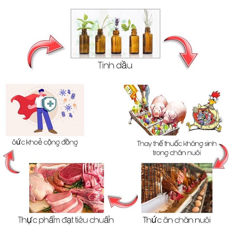 Tinh dầu – T­iềm năng thay thế sử dụng kháng sinh trong chăn nuôi