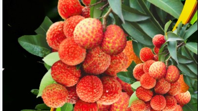 Bất chấp cước phí cao, vải Việt Nam cấp tập bay đến Úc