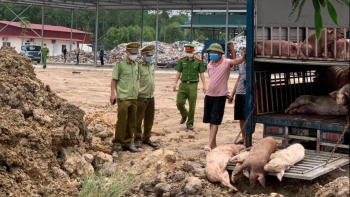Bắc Giang: Phát hiện, xử lý trường hợp vận chuyển lợn mắc bệnh dịch tả lợn châu Phi