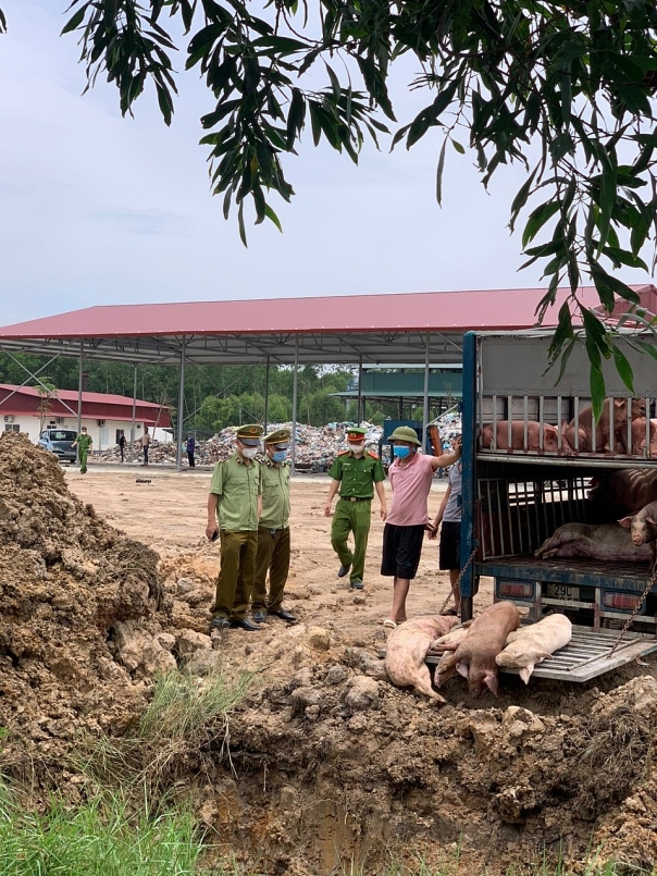 Tổ chức tiêu hủy toàn bộ số lợn bị nhiễm bệnh