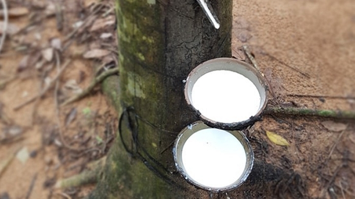 Giá cao su hôm nay 3/7: Tiếp tục trượt dốc