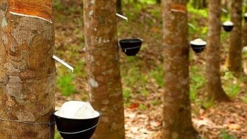 Giá cao su hôm nay 5/7: Xu hướng đi xuống