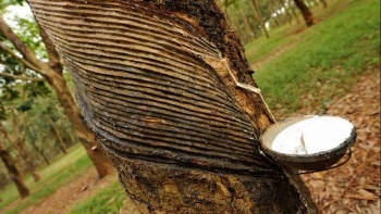 Giá cao su hôm nay 6/7: Lấy lại đà tăng