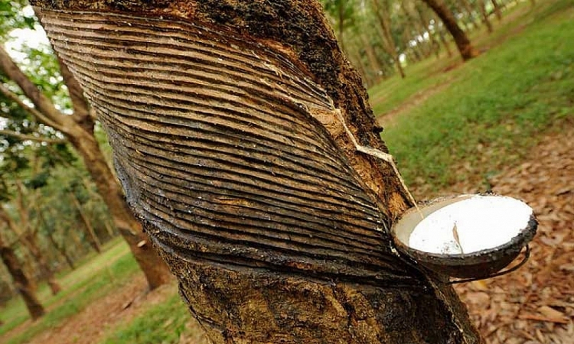 Giá cao su hôm nay 6/7: Lấy lại đà tăng