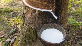 Giá cao su hôm nay 7/7: Dấu hiệu khởi sắc