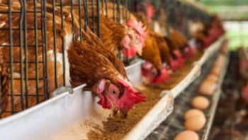 Giá thức ăn chăn nuôi sẽ còn tăng trong thời gian tới