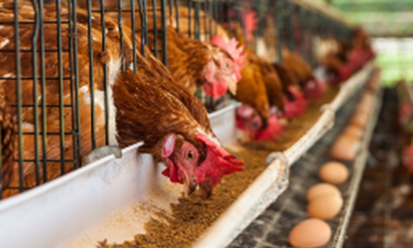 Giá thức ăn chăn nuôi sẽ còn tăng trong thời gian tới