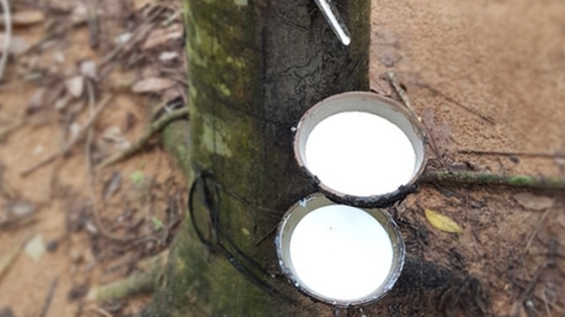 Giá cao su hôm nay 8/7: Trái chiều giữa hai sàn giao dịch