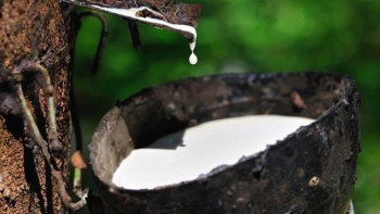Giá cao su hôm nay 9/7: Thị trường Nhật Bản sắc đỏ ngập tràn
