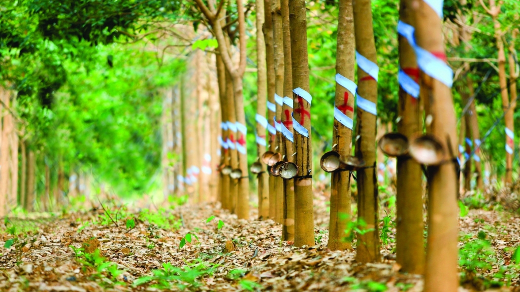 Giá cao su hôm nay 10/7: Sàn châu Á tràn ngập sắc đỏ