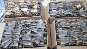 Bắt giữ hơn 500 kg tắc kè khô tại sân bay quốc tế Nội Bài