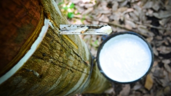 Giá cao su hôm nay 16/7: Sàn Nhật Bản tăng nhẹ